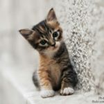 Profile Picture of Julia Sprenger (@jsprenger2006wp.pl) on Instagram