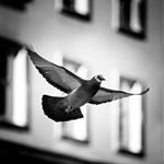 Profile Picture of Michael Schreiber (@vienna_streetphoto) on Instagram