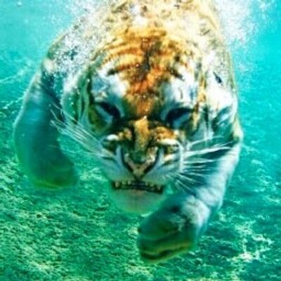 Profile Picture of Sophia Nouri (@SophyChita) on Twitter