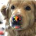 Profile Picture of Shelly's Pinterest (@shel1pins) on Pinterest