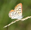 Profile Picture of Lycaena gorgonon Wikipedia