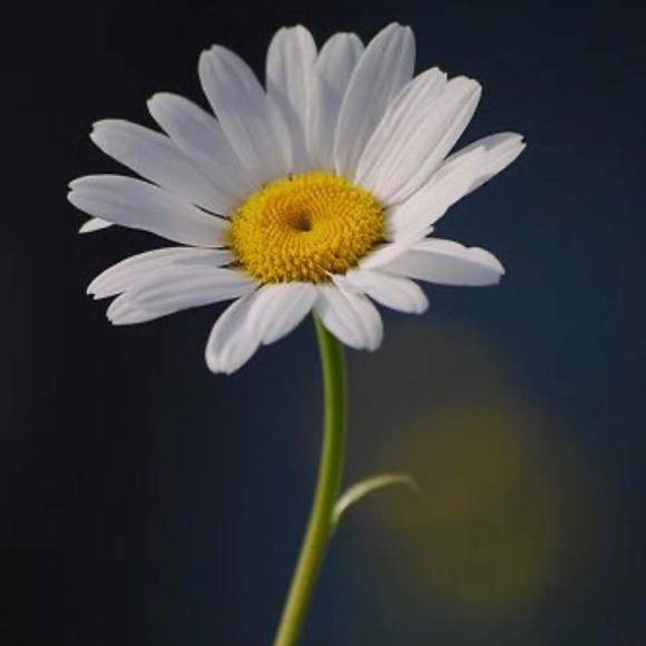 Profile Picture of Miranda Alvarado (@mirandaalvar337) on Poshmark