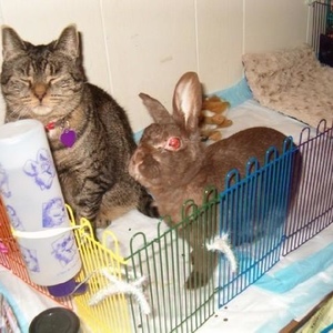 Profile Picture of Harvey Rabbit (@harvey_snorts) on Myspace