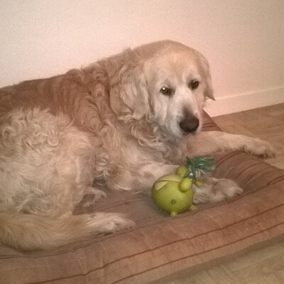 Profile Picture of Laurie Lefevre (@Chamalolotte) on Twitter