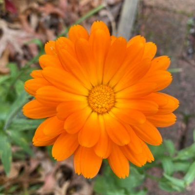 Profile Picture of Vivian Gao (@VivianGao19) on Twitter