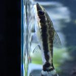 Profile Picture of Kenneth Santana (@ksaquascape) on Instagram