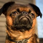 Profile Picture of Teddy Özil (@teddy_kingofkoooz) on Instagram