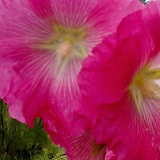 Profile Picture of Shirley Howard (@shirley.howard.735) on Facebook