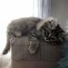 Profile Picture of Alice Lapierre (@alapierre0853) on Pinterest