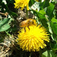 Profile Picture of Crystal Summer (@crystal-summer-4) on Quora