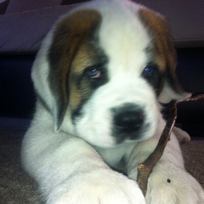 Profile Picture of Craig Pickering (@pickerlowe) on Twitter