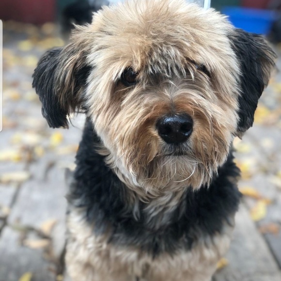 Profile Picture of Lisa Lowe (@goose1126) on Poshmark