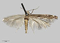 Profile Picture of Zelleria maculataon Wikipedia