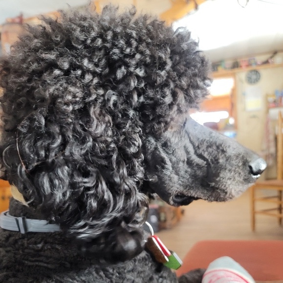 Profile Picture of Reba Zolecki (@zolecki) on Poshmark