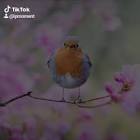 Profile Picture of   Paresh Dave (@ipmoment)... (@ipmoment) on Tiktok