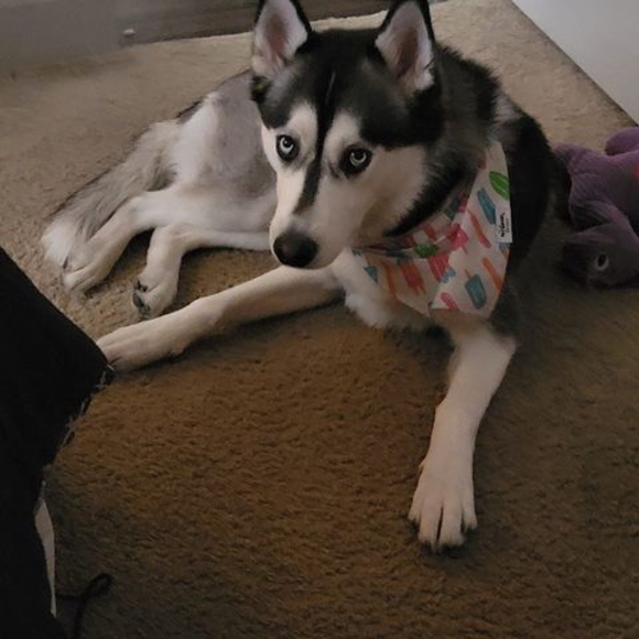 Profile Picture of Paul Birner (@birnerone) on Poshmark