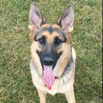 Profile Picture of Michael Gormley (@GormleyMP) on Twitter