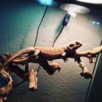 Robert - Instagram Profile Picture of Robert (@robert_e_walkup) on Instagram