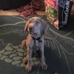 Profile Picture of Russell Ellis (@tarosvan_weimaraners) on Instagram