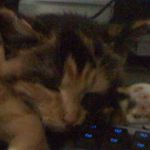 Profile Picture of Benjamin Tobias Evensen (@tobiasaibot42) on Instagram