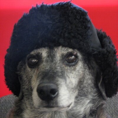 Profile Picture of JAMES FAULISI (@1MARBLEMISSING) on Twitter