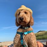 Profile Picture of Benjamin Franklin Davis Gordon (@bennyboodlethedoodle) on Instagram