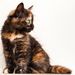 Profile Picture of Julia Neese (@julianeese) on Pinterest