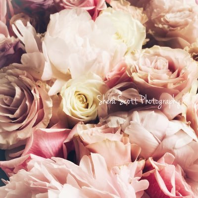 Profile Picture of Shera Scott Photography (@SheraScottPhot1) on Twitter
