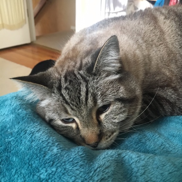 Profile Picture of Ellen Friedlander (@elliebelle17) on Poshmark