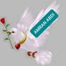 Profile Picture of Amran Abdi (@amran.abdi.353) on Facebook