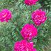 Profile Picture of Marilyn Grant (@marilyn.grant.980) on Facebook