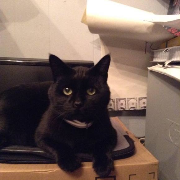 Profile Picture of Kevin Pruiksma (@kevinpruiksma) on Poshmark