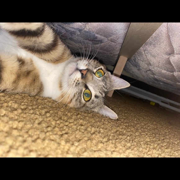 Profile Picture of Emmalee Salser (@emmaleesalser) on Poshmark