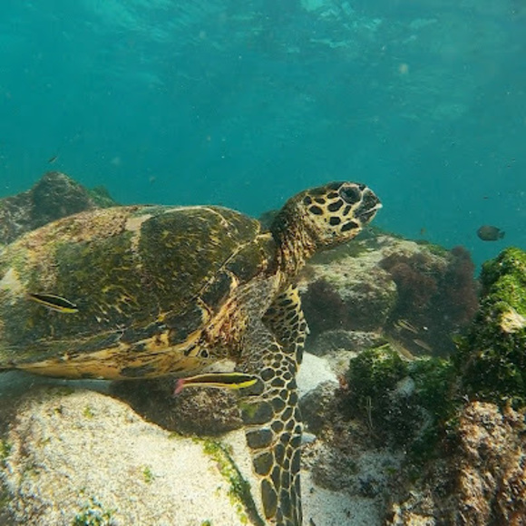 Profile Picture of Fiona Spillane (@spillanef) on Poshmark