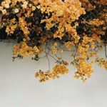 Profile Picture of Noshin Chowdhury (@noshin.c) on Instagram