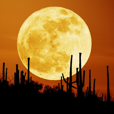 Moshe Hershkovitz - Twitter Profile Picture of Moshe Hershkovitz (@moshhersh) on Twitter