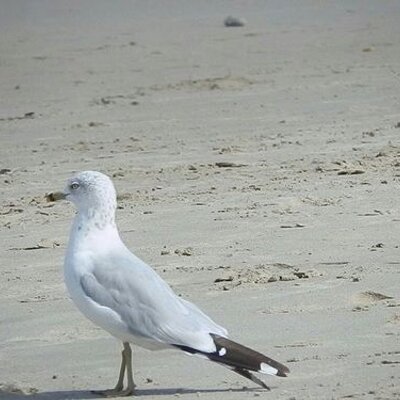 Profile Picture of Marilyn Cummings (@CummingsMarilyn) on Twitter