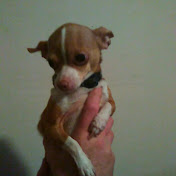 Brendan Skaggs - Youtube Profile Picture of Brendan Skaggs (@brendanskaggs6584) on Youtube