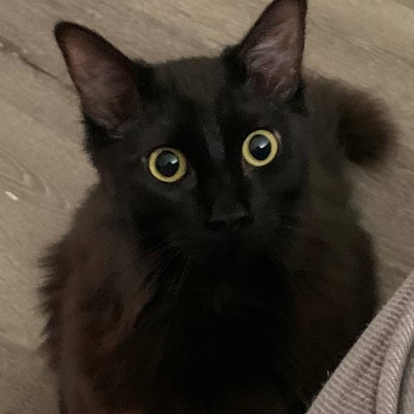 Profile Picture of Matthew Arista (@matthewarista) on Poshmark