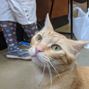 Profile Picture of Stephen Ruffino (@stephenruffino1967) on Youtube