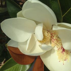Profile Picture of Forest Flower (@heathertregonin) on Pinterest