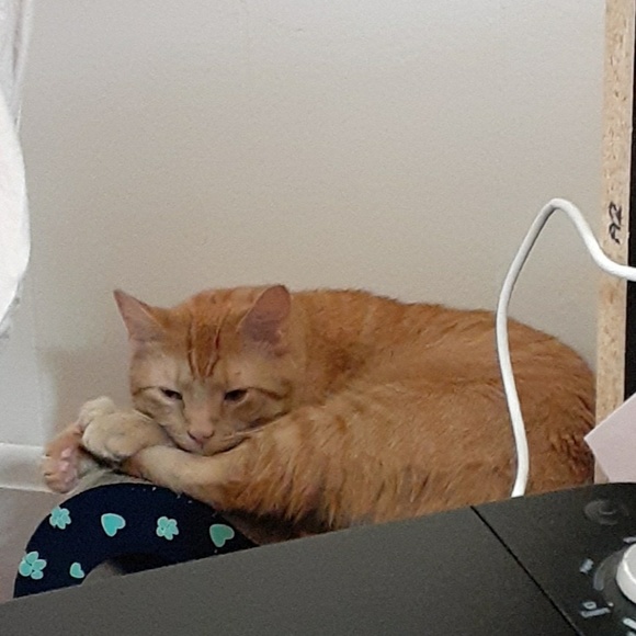 Profile Picture of Rita Micklus (@rmicklus2702) on Poshmark