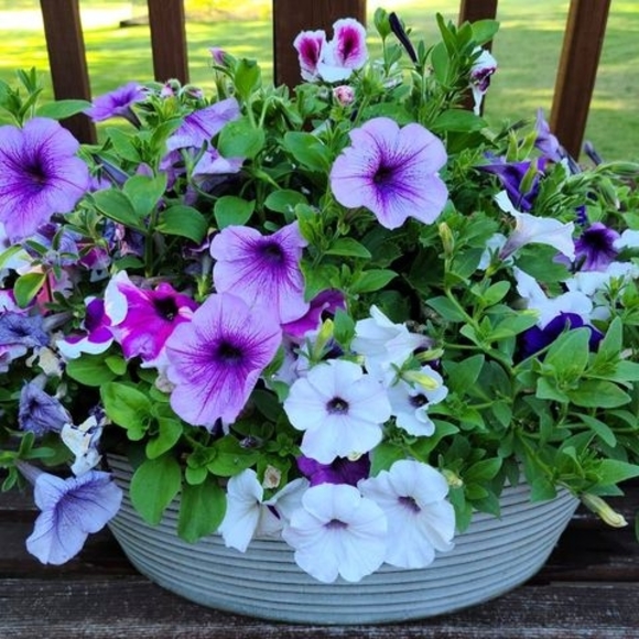 Profile Picture of Jackie Milawski (@jackie831m) on Poshmark