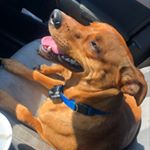 Profile Picture of Roscoe (@roscoeleebryant) on Instagram