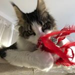 Profile Picture of Marie Claude Sanchez (@duloftmainecoon) on Instagram