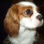 Profile Picture of Kevin Oloughlin (@kevinloughy) on Pinterest