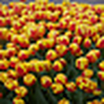 Profile Picture of Greg Orr (@grorr76) on Flickr