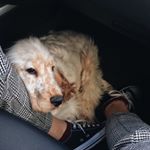 Profile Picture of Michael the Cocker Spaniel (@michaelspaw) on Instagram