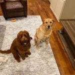 Profile Picture of Bailey Childs and Frito Childs (@frito_bailey_childs) on Instagram