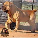 Profile Picture of Monica Riana Sciocatti (@suidkaapboerboele) on Instagram